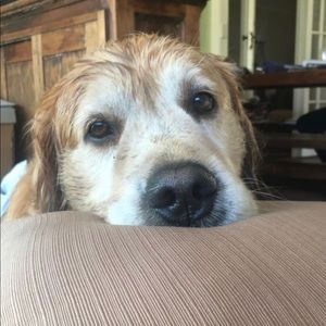 Meet your Posher, Alex